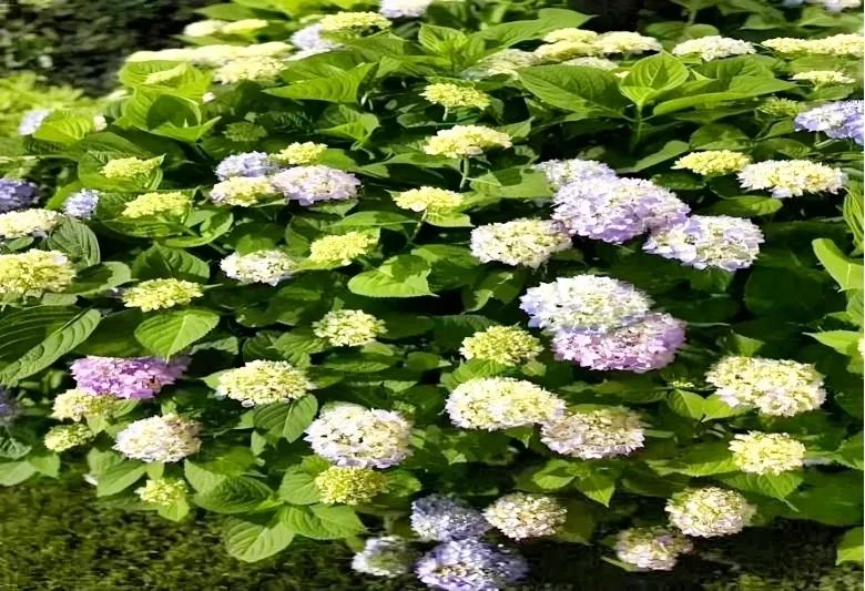 1749430213324967.jpg 19.jpg